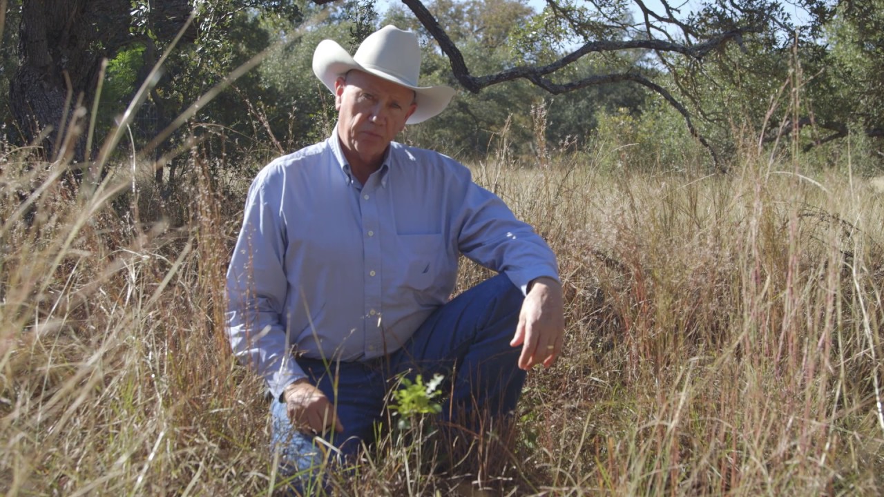 Hill Country Woodlands