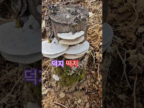 몇년 전 심어둔 종균… 드디어 터졌다?! 정체불명 버섯 대풍년🍄