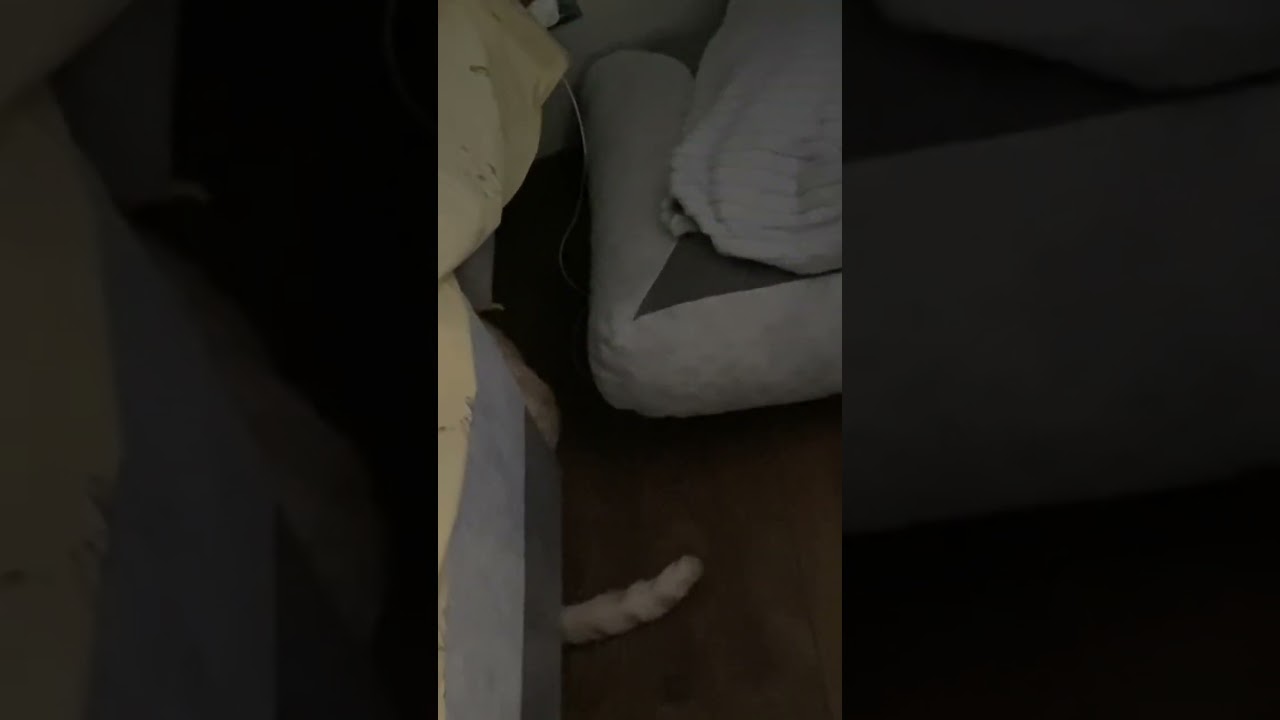 Фоксик не может выбраться 