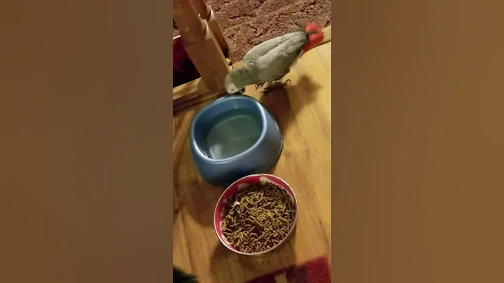 African grey thinks she's a dog, she barks and eat...