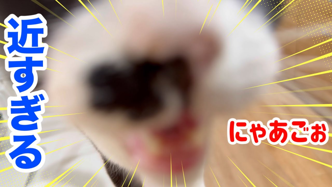 【検証】猫は「距離が近すぎる」と本当に逃げるのか？3匹でやってみた結果