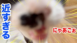 【検証】猫は「距離が近すぎる」と本当に逃げるのか?3匹でやってみた結果