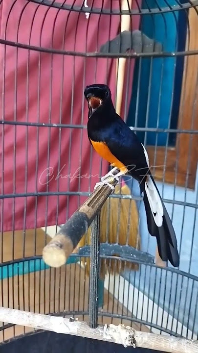 Murai isian cililin panjang #shorts