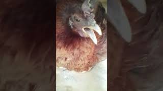 La gallinita protectora no deja que se le aserquen asu nido cuidad sus 3 huevitos