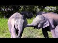 ボルネオゾウ
