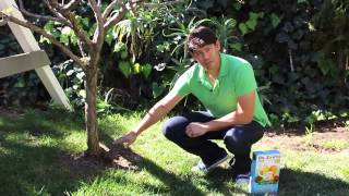 how to get your fruit trees to bear fruit again