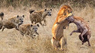 اقوى تقرير عن تركيا  ( الأسد والضباع )