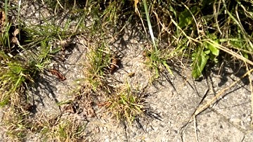 Grasshopper making noise on 21-August-2013