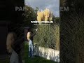 Ok wo sind meine Gartenmäuse mit Pampaserfahrung 😂 #short #diy #raabeadiy