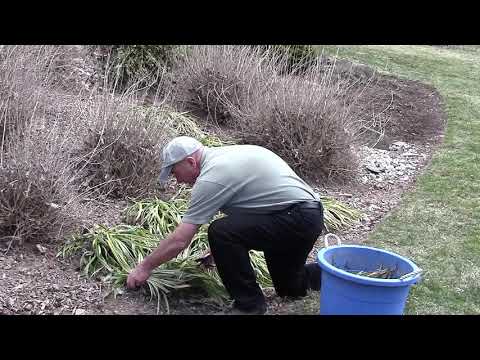 Vídeo: Winterizing Liriope Plants - Aprenda sobre Lilyturf Winter Care