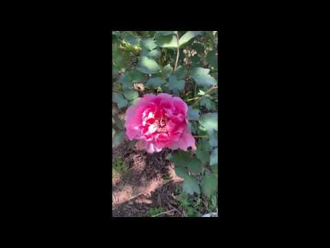 Video: Peonia Arborea