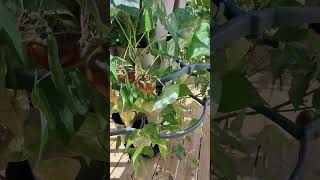 Yay! Tomatoes and Green Beans! #greenstalk #verticalgarden