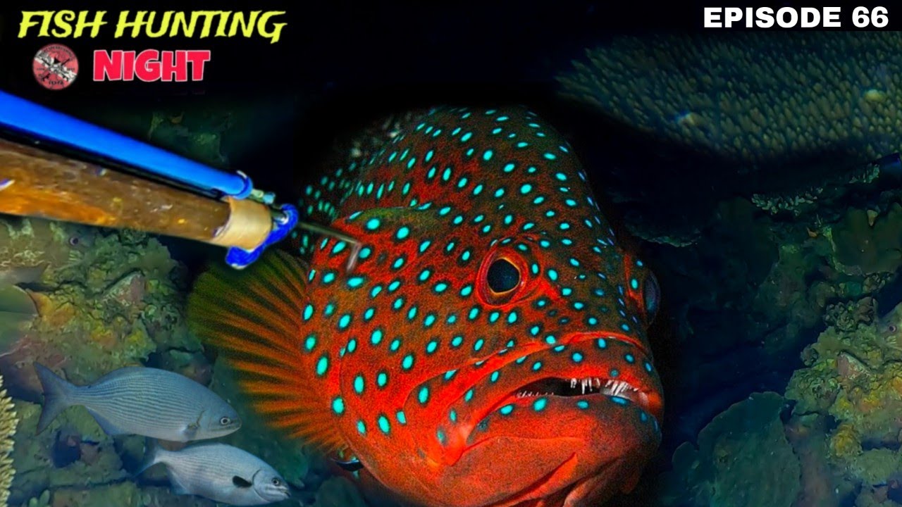 AMAZING! NIGHT SPEARFISHING EPISODE 66 | FISH HUNTING NIGHT | GOT A LOT OF GROUPER FISH