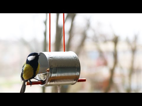 Video: Come Cuocere Il Latte Per Uccelli?