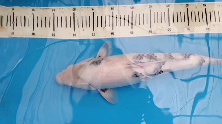 Shiro Tosai 50BU import Ogata Koi Farm