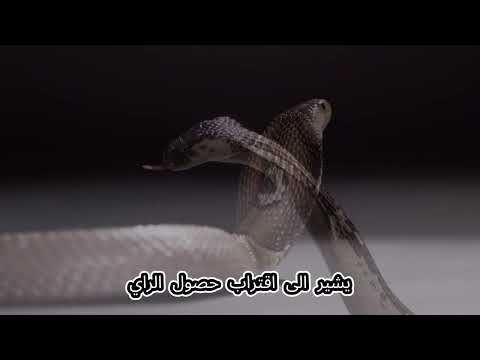 تفسير حلم بخ سم الثعبان على اليد