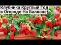 Жалею Что Раньше не Знала Про ЭТИ СОРТА КЛУБНИКИ Теперь Клубника на Подоконнике Круглый Год 