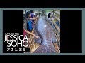 KMJS: Mystery behind Antique's giant grouper fish explained