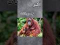 اكتر 5 حيوانات مهددة بالانقراض 