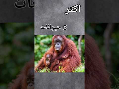 اكتر 5 حيوانات مهددة بالانقراض