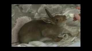 A day in the life of a semidomesticated hare