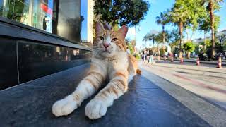 Manekineko? A cat relaxing at the entrance to a shopping mall