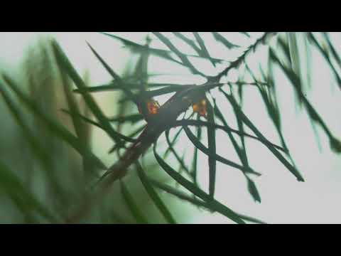 Nature Background Video with Music 1080HQ Free Download