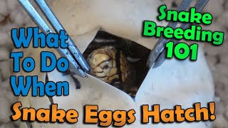 Snake Breeding Part 6: Egg Cutting and Hatchling Care!