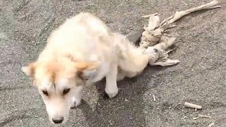 Young Guy And Disabled Stray Dog Keep Each Other Company On Inspirational Bike Ride