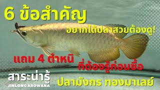 6 เทคนิคการเลือก #ปลามังกร #ทองมาเลย์ อยากได้ปลาสวยต้องดู แถม...ตำหนิ 4 จุดที่ต้องรู้