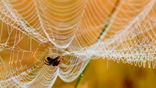 Паутина паука. А spider web. Паутина паука. А spider web.