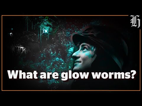 Video: V co se svítící červi mění?
