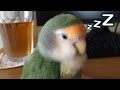 「まだ寝ない!」と頑張る12才インコ コザクラインコ・ぱせり LoveBird