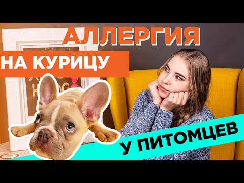 Аллергия на курицу у питомцев