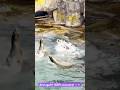 Sea Lion Football: 100% Accuracy! 🎯⚽️ #shorts #animals #funny #zooba