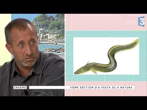 Image du reportage Inseme 2 du 15/05/2017 : Les supers pouvoirs de la nature (France 3 Corse ViaStella)
