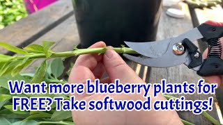 Want more blueberry plants for FREE? take softwood cuttings!