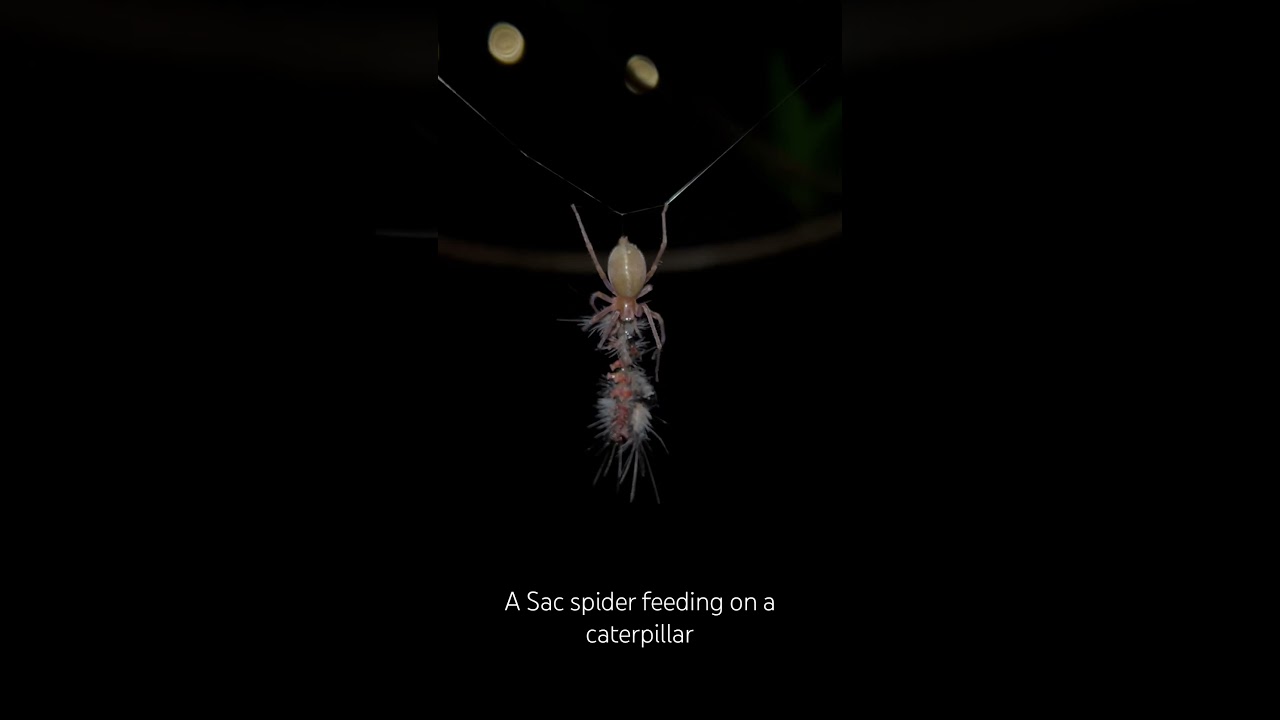 A Sac spider feeding on a caterpillar 