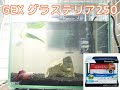 ベタ用に水槽を購入しました！【GEXグラステリア250】