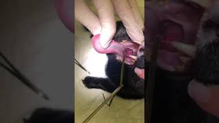 Removing grass from a cats throat
