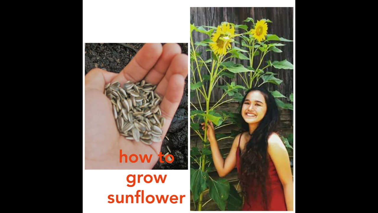 How to grow sunflower seeds / Backyard Garden - YouTube