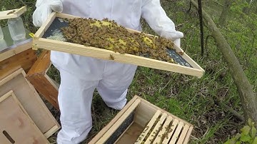 Hive Care Chronicles: Ohio Beekeepers Tackle Cross-Comb Conundrum