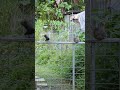 Awwww 😍Cutest little bird friends eva! Willy wagtail and baby guineafowl keet playing🥰🥰🥰