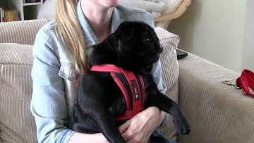 Positive and Negative Reinforcement