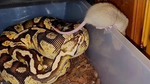 Rat Cant Escape Hungry Snake - Warning Live Feeding