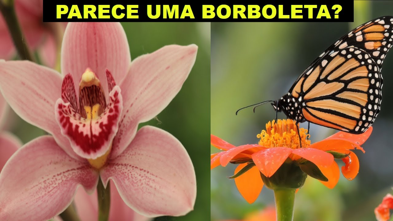 Qual é a Orquídea Mais Cara do Mundo? Conheça a Orquídea Ouro de Kinabalu |  Orquídea Rara - thptnganamst.edu.vn