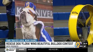 Rescued bulldog from Iowa Falls wins 2026 Beautiful Bulldog Contest