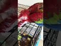 *🔥GREENWING MACAW🔥* ```👉HAND FEEDING£ CHICK 🐣#AGE 4 MONTHS🧬#MALE WITH Dna