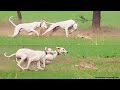 sloughi dog hunting | rabbit hunting with dogs | greyhound vs hare