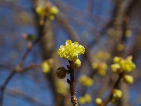 Video: What Is A Spicebush – Information om hur man odlar kryddbuske i trädgårdar